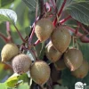 TRUFFAUT AB - Kiwi deliciosa 'Jenny' autofertile bio : pot de 1,5 litres