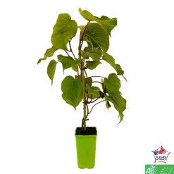 TRUFFAUT AB - Kiwi deliciosa 'Jenny' autofertile bio : pot de 1,5 litres
