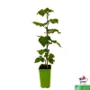 TRUFFAUT AB - Mûrier Tayberry 'Buckingham' bio : pot de 1,5 litres