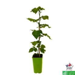 TRUFFAUT AB - Mûrier Tayberry 'Buckingham' bio : pot de 1,5 litres
