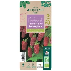TRUFFAUT AB - Mûrier Tayberry 'Buckingham' bio : pot de 1,5 litres