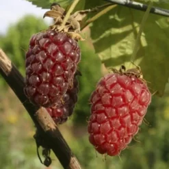 TRUFFAUT AB - Mûrier Tayberry 'Buckingham' bio : pot de 1,5 litres