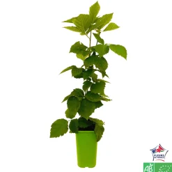 TRUFFAUT AB - Mûrier 'Triple Crown' bio : pot de 1,5 litres