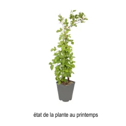 TRUFFAUT AB - Mure 'Triple Crown' bio : pot de 3 litres
