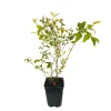 TRUFFAUT AB - Myrtillier 'Brigitta Blue' bio : pot de 3 litres