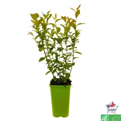 TRUFFAUT AB - Myrtillier 'Pink Lemonade®' bio : pot de 1,5 litres