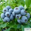 TRUFFAUT AB - Myrtillier 'Sunshine Blue' bio : pot de 1,5 litres