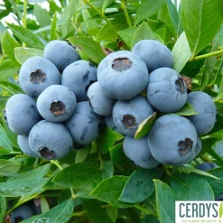 TRUFFAUT AB - Myrtillier 'Sunshine Blue' bio : pot de 1,5 litres