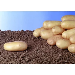 TRUFFAUT AB - Plants de pommes de terre 'Charlotte' Bio en clayette x60