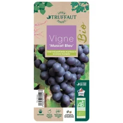 TRUFFAUT AB - Vigne 'Muscat Bleu' AB : pot 1,5 Litres