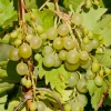 TRUFFAUT AB - Vigne 'Muscat Blanc' AB: pot de 1,5 litres