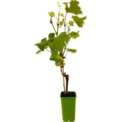 TRUFFAUT AB - Vigne 'Seyval Blanc' AB - pot 1,5 L