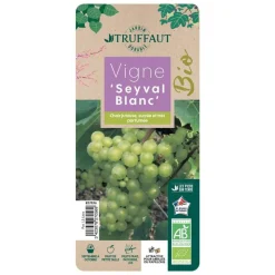 TRUFFAUT AB - Vigne 'Seyval Blanc' AB - pot 1,5 L