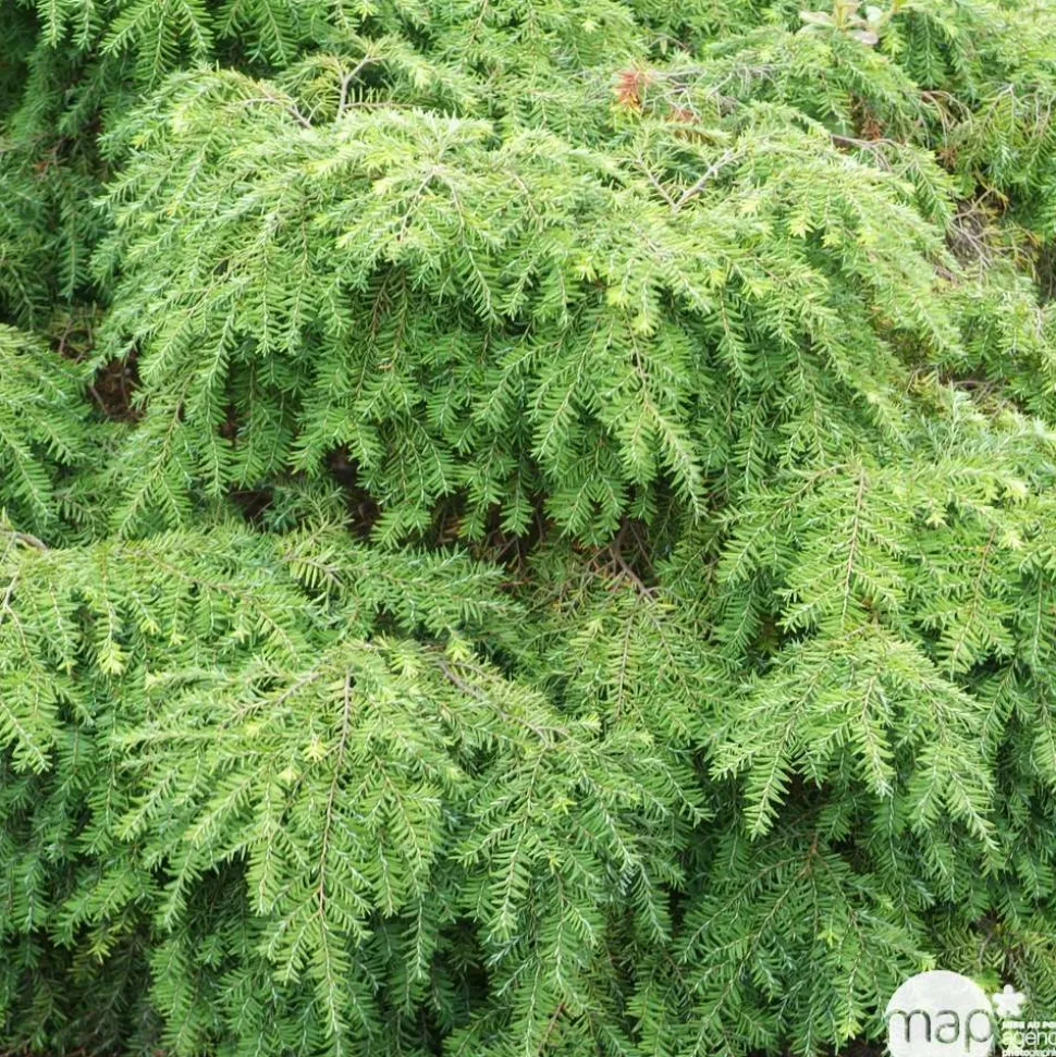 Tsuga canadensis 'Jeddeloh': Hauteur 25/30 cm conteneur 3,7 litres