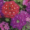 Verveine de bouture : pot couleur Ø 19 cm