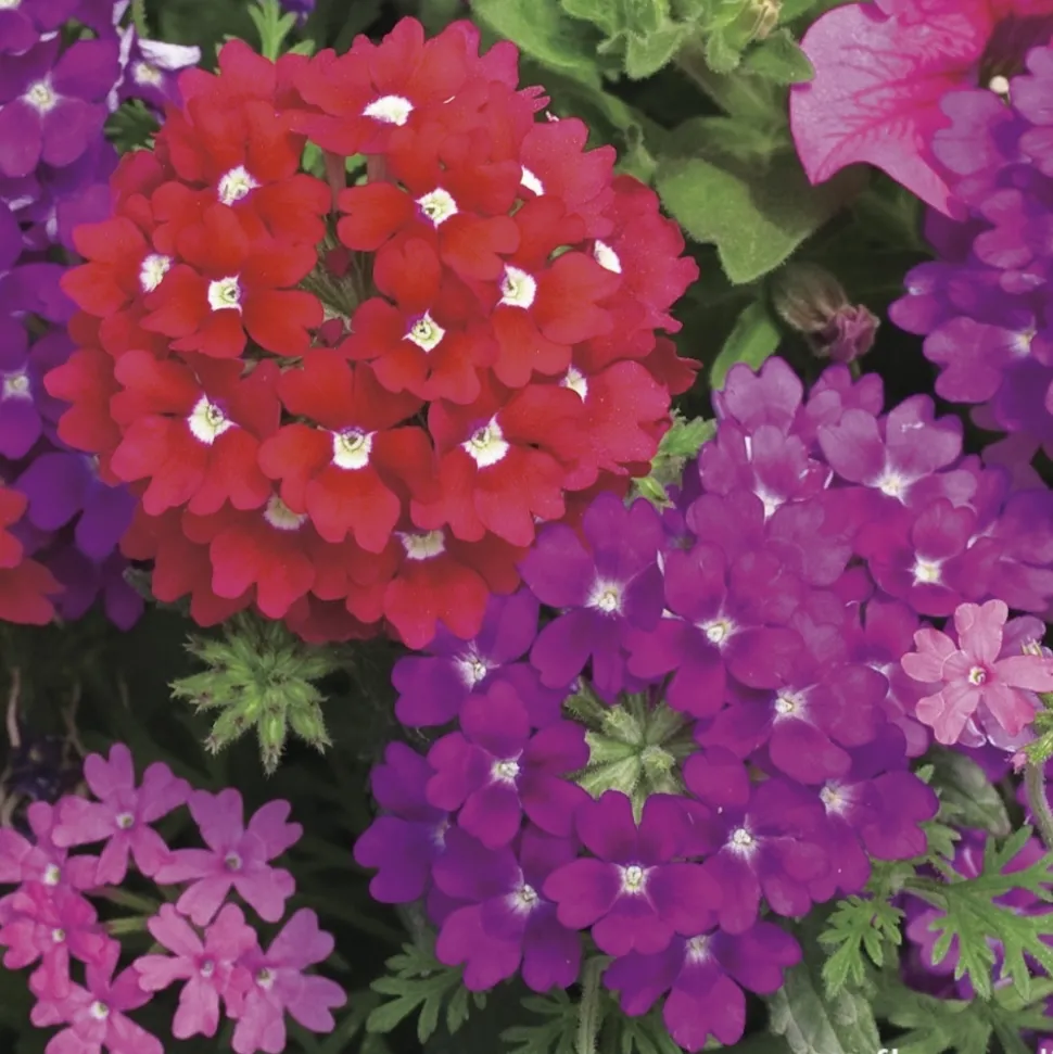 Verveine de bouture : pot couleur Ø 19 cm