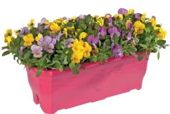 Viola cornuta en jardinière 40cm - Coloris variables