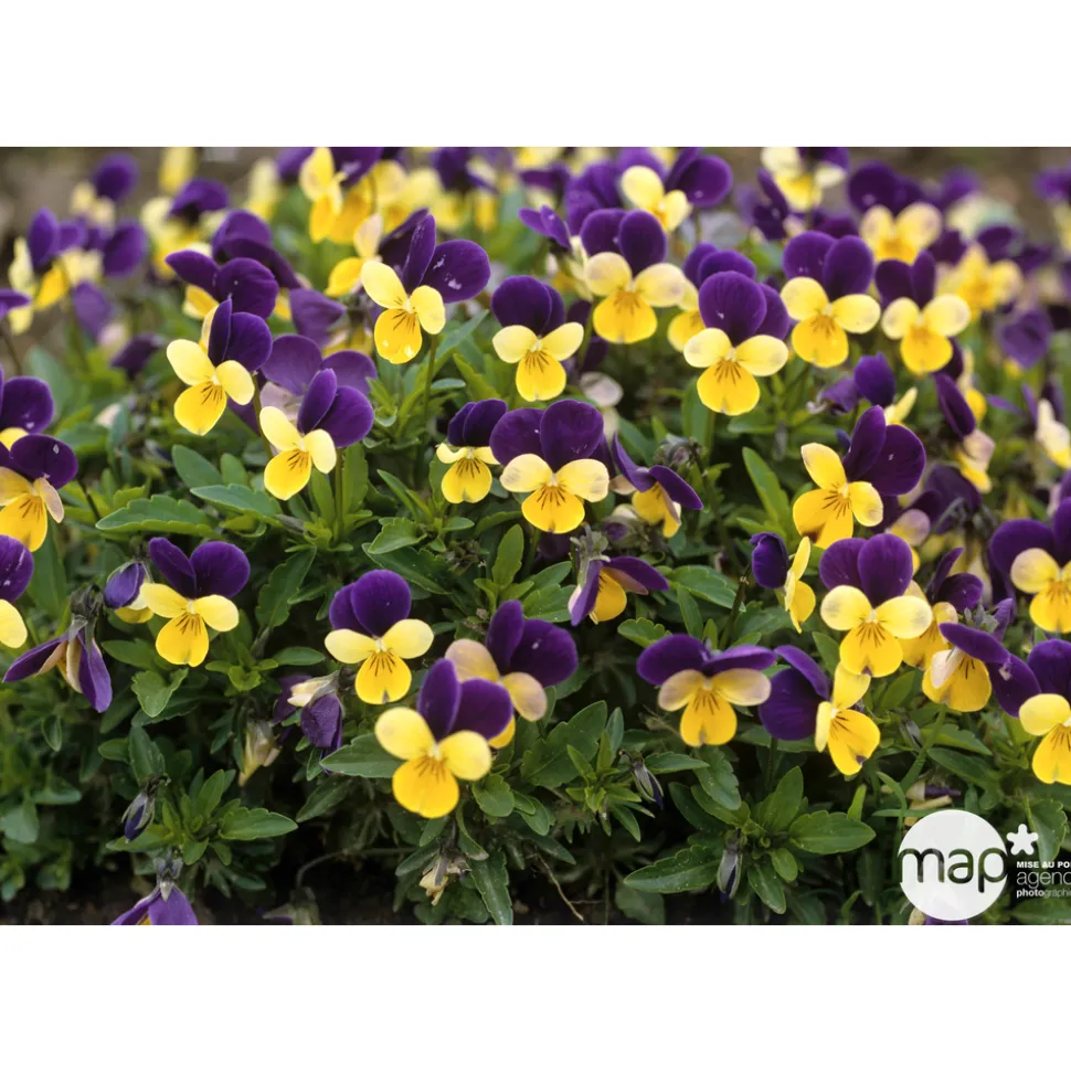 Viola cornuta en jardinière 40cm - Coloris variables