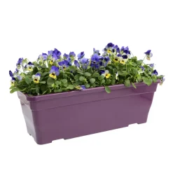Viola cornuta en jardinière 40cm - Coloris variables