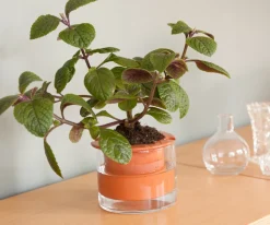 WET POT SYSTEMS - Pot à réservoir d’eau en terre cuite – Taille S