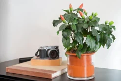 WET POT SYSTEMS - Pot à réservoir d’eau en terre cuite – Taille S