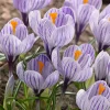WILLEMSE FRANCE - 15 crocus pick wick - le sachet de 15 bulbes / circonférence 7-8cm, vendu par lot de 6