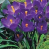 WILLEMSE FRANCE - 15 crocus flower record - le sachet de 15 bulbes / circonférence 7-8cm, vendu par lot de 6