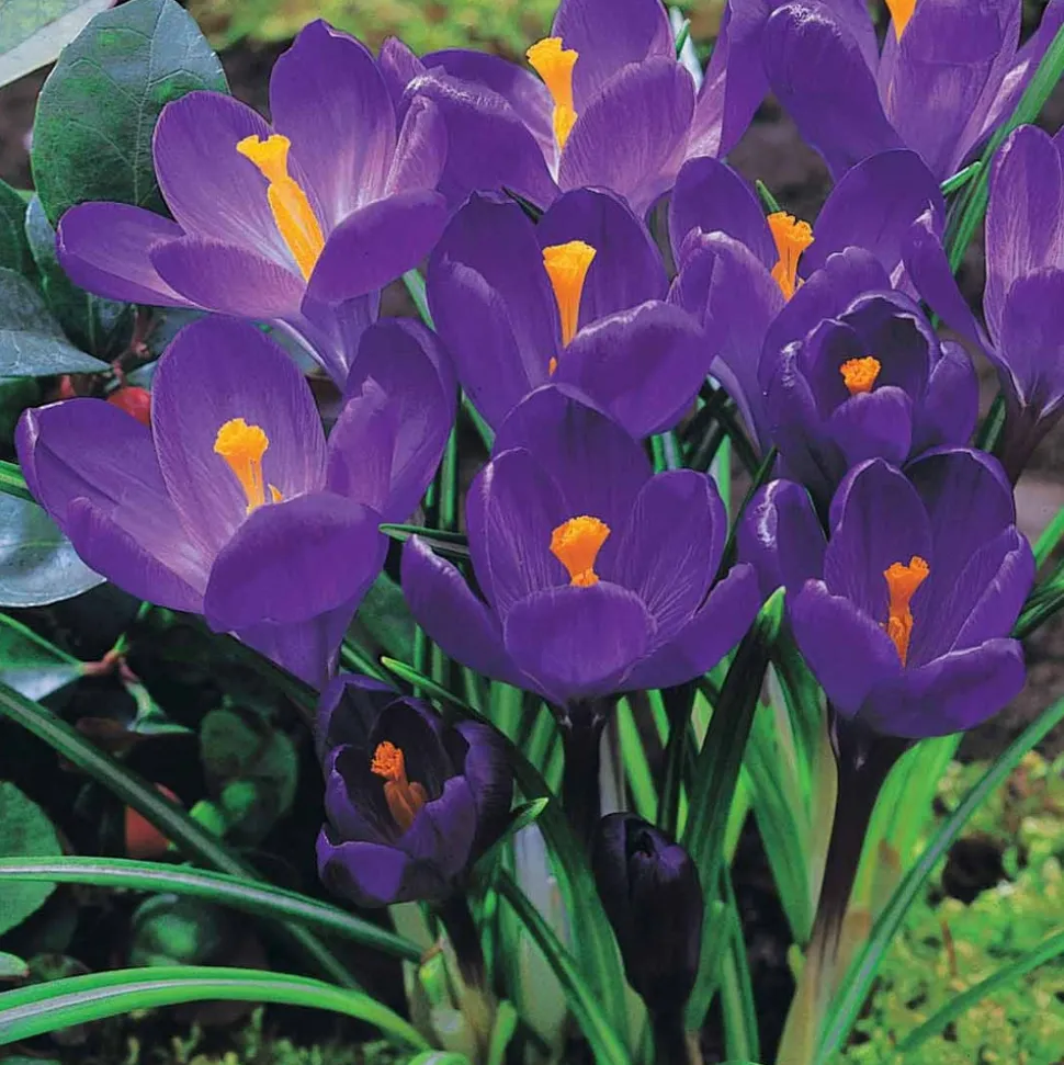 WILLEMSE FRANCE - 15 crocus flower record - le sachet de 15 bulbes / circonférence 7-8cm, vendu par lot de 6