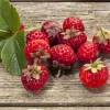 WILLEMSE FRANCE - 2 fraisiers framberry ® - les 2 pots / 7cm / hauteur livrée environ 9cm, vendu par lot de 2