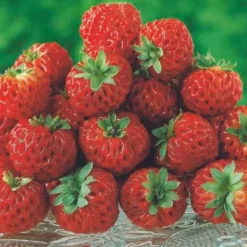 WILLEMSE FRANCE - 2 fraisiers framberry ® - les 2 pots / 7cm / hauteur livrée environ 9cm