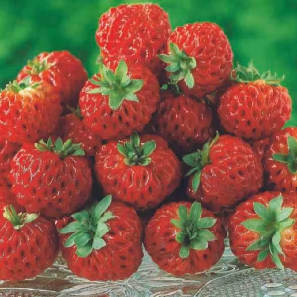 WILLEMSE FRANCE - 2 fraisiers framberry ® - les 2 pots / 7cm / hauteur livrée environ 9cm