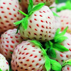 WILLEMSE FRANCE - 2 fraisiers pineberry white dream ® - les 2 pots / 7cm / hauteur livrée environ 9cm