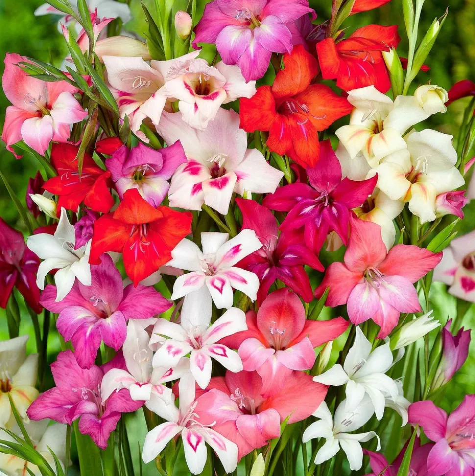 WILLEMSE FRANCE - 20 glaïeuls nains en mélange - le sachet de 20 bulbes / circonférence 8-10cm, vendu par lot de 4