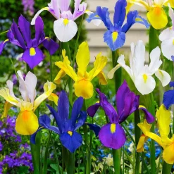 WILLEMSE FRANCE - 50 iris de hollande en mélange - le sachet de 50 bulbes / circonférence 6-7cm, vendu par lot de 6
