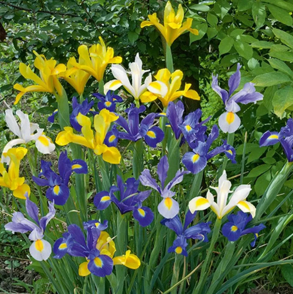 WILLEMSE FRANCE - 50 iris de hollande en mélange - le sachet de 50 bulbes / circonférence 6-7cm, vendu par lot de 6