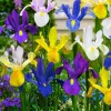WILLEMSE FRANCE - 50 iris de hollande en mélange - le sachet de 50 bulbes / circonférence 6-7cm, vendu par lot de 2