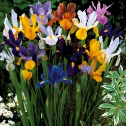 WILLEMSE FRANCE - 50 iris de hollande en mélange - le sachet de 50 bulbes / circonférence 6-7cm, vendu par lot de 2