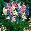 WILLEMSE FRANCE - 5 jacinthes des bois en mélange - le sachet de 5 bulbes / circonférence 8cm+, vendu par lot de 2