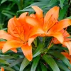 WILLEMSE FRANCE - 3 lis orange - le sachet de 3 bulbes / circonférence 12-14cm, vendu par lot de 4