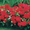WILLEMSE FRANCE - 3 mini-rosiers randilla rouge - le paquet de 3 racines nues / 3+ branches