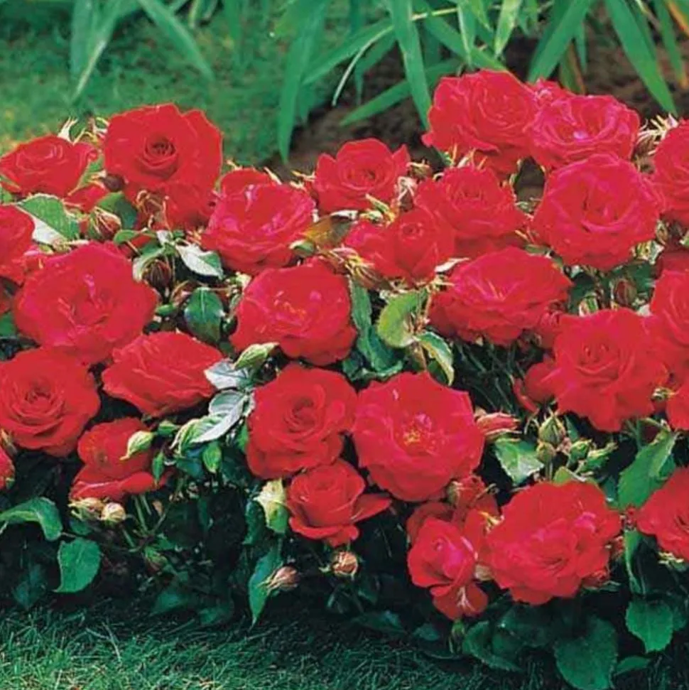 WILLEMSE FRANCE - 3 mini-rosiers randilla rouge - le paquet de 3 racines nues / 3+ branches