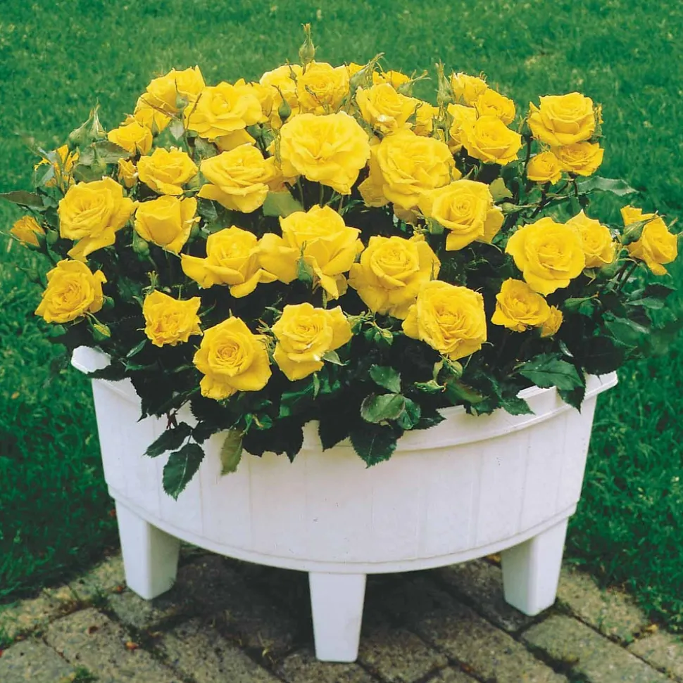 WILLEMSE FRANCE - 3 mini-rosiers randilla jaune - le paquet de 3 racines nues / 3+ branches