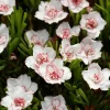 WILLEMSE FRANCE - 5 oxalis double pink wonder - le sachet de 5 bulbes / calibre i, vendu par lot de 6