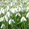 WILLEMSE FRANCE - 25 perce-neige simples - le sachet de 25 bulbes / circonférence 4-5cm, vendu par lot de 4