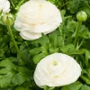 WILLEMSE FRANCE - 10 renoncules blanches - le sachet de 10 bulbes / circonférence 6-7cm., vendu par lot de 2
