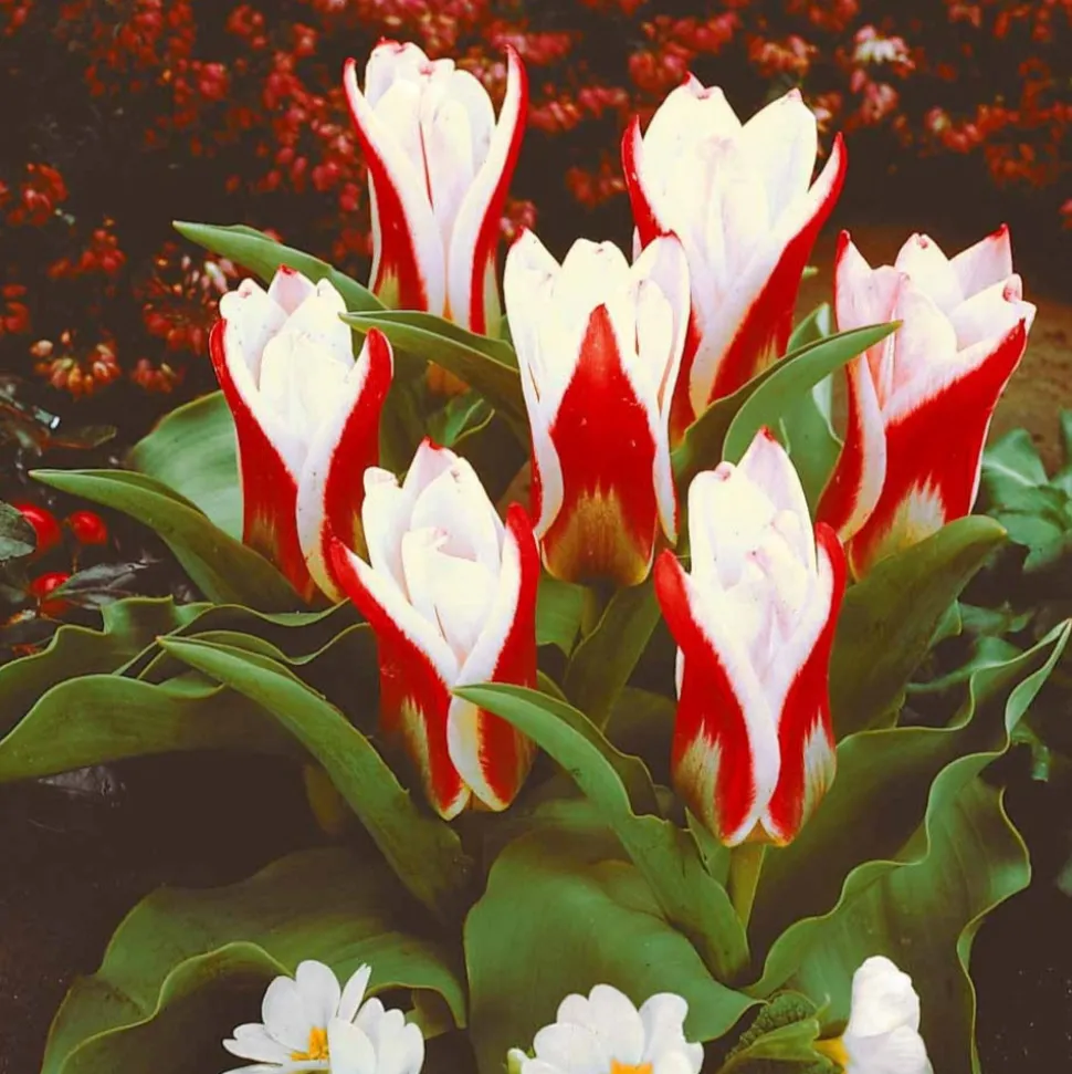 WILLEMSE FRANCE - 10 tulipes botaniques the first - le sachet de 10 bulbes / circonférence 11-12cm, vendu par lot de 4