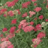 WILLEMSE FRANCE - Achillée millefeuille cerise queen - le pot / ø 9cm, vendu par lot de 2