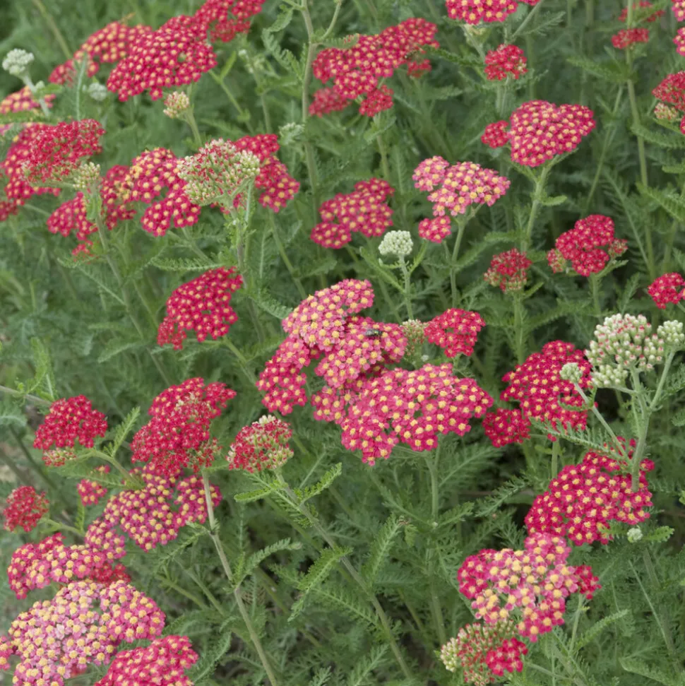 WILLEMSE FRANCE - Achillée millefeuille cerise queen - le pot / ø 9cm, vendu par lot de 2