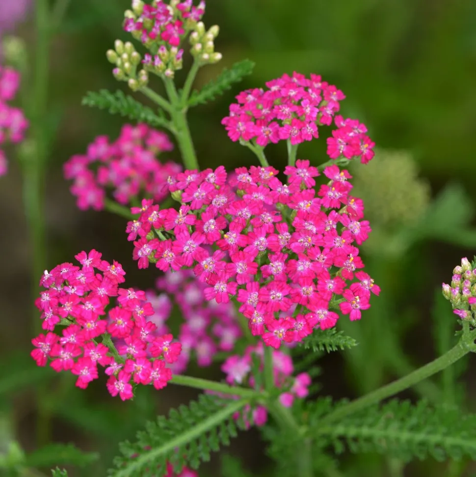 WILLEMSE FRANCE - Achillée millefeuille cerise queen - le pot / ø 9cm, vendu par lot de 2