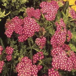 WILLEMSE FRANCE - Achillée millefeuille cerise queen - le pot / ø 9cm, vendu par lot de 2